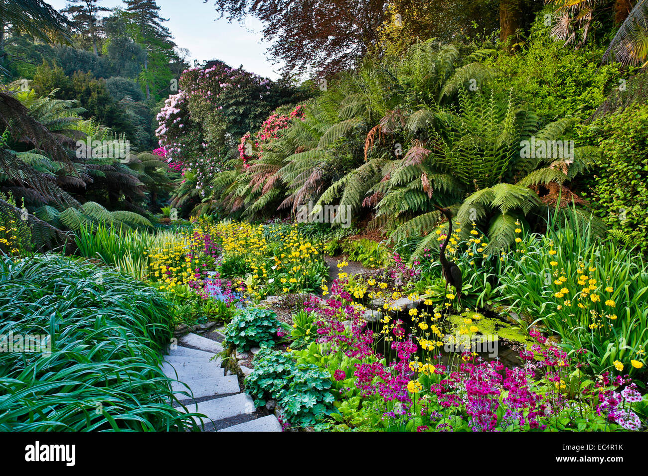 Tree fern uk garden hi-res stock photography and images - Alamy