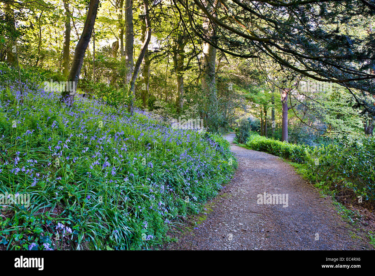 Trebah Garden; Spring; Cornwall; UK Stock Photo - Alamy