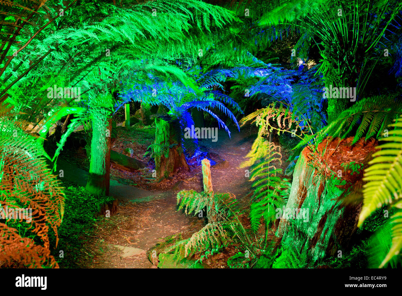Trebah Garden; Night Lighting; Cornwall; UK Stock Photo