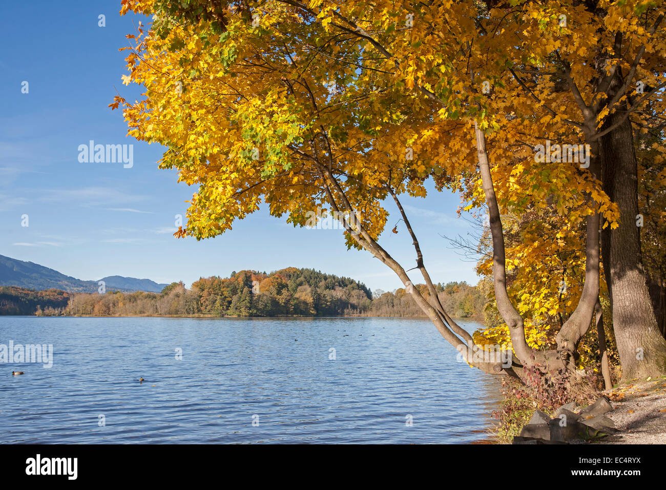 Autumn at Lake Staffel Stock Photo