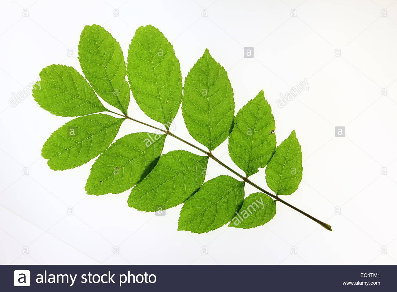 White Ash Leaf Stock Photos & White Ash Leaf Stock Images - Alamy