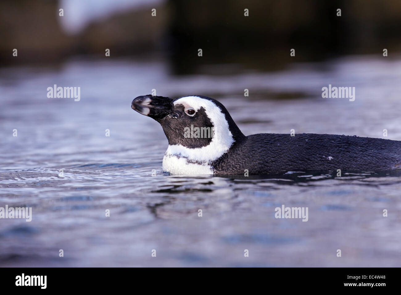 Dwarf penguin hi-res stock photography and images - Alamy