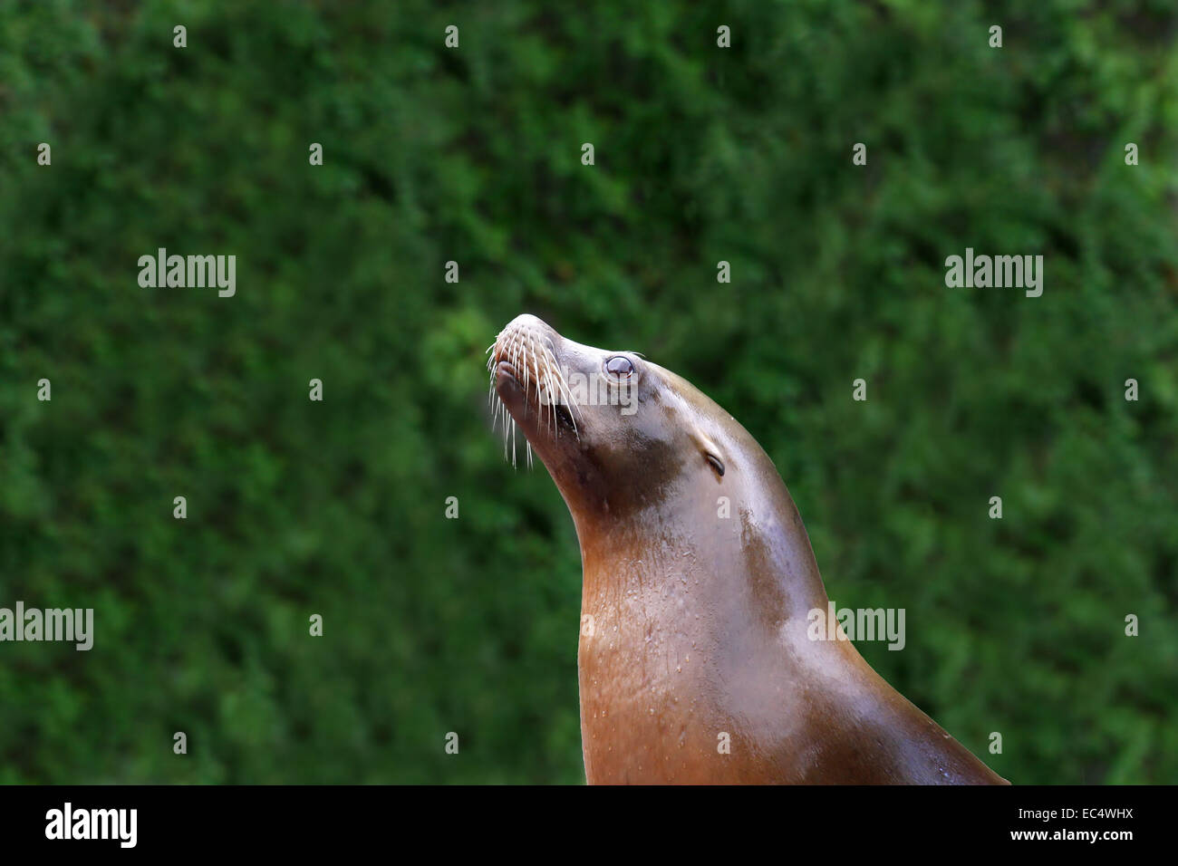 Crawl hi-res stock photography and images - Alamy