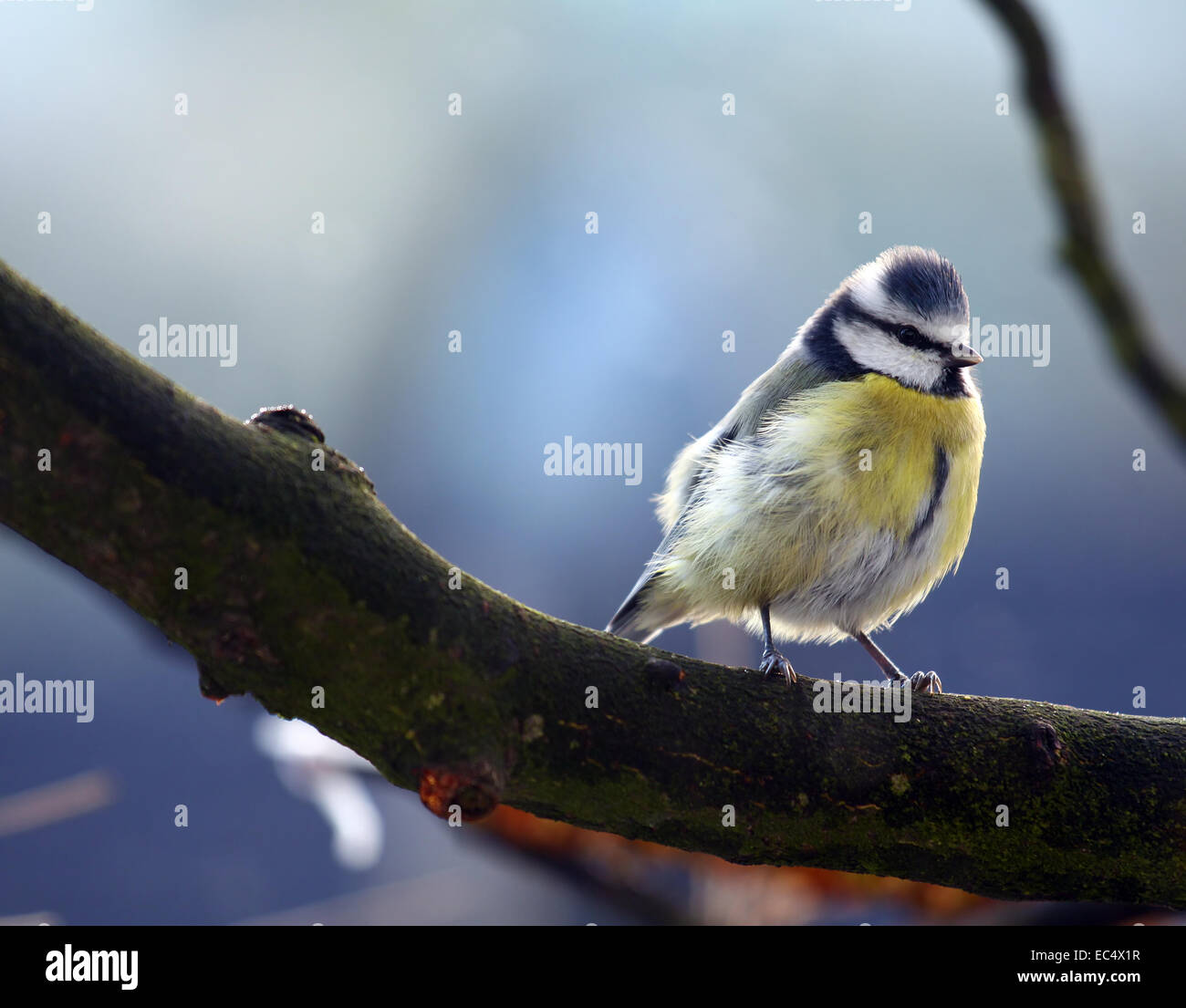 singing bird Stock Photo