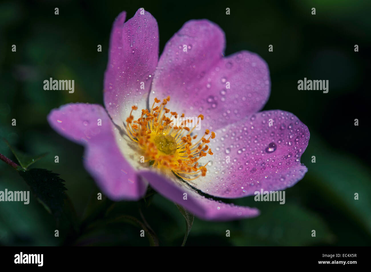 pink anemone with rain drops Stock Photo