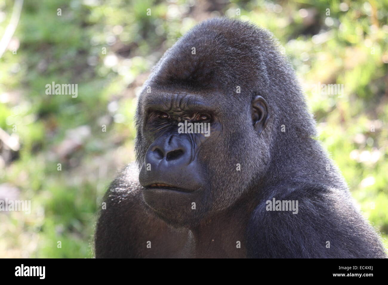 https://c8.alamy.com/comp/EC4XEJ/african-western-lowlands-gorilla-male-silverback-EC4XEJ.jpg