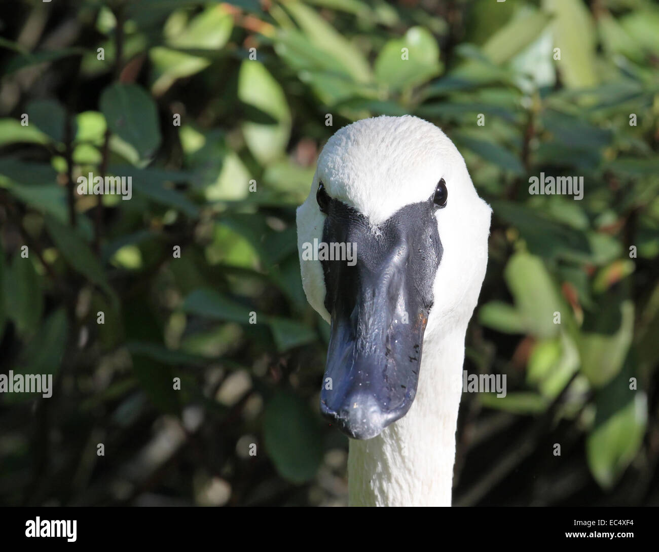 Trumpeter Swan looks interestet in the cam Stock Photo