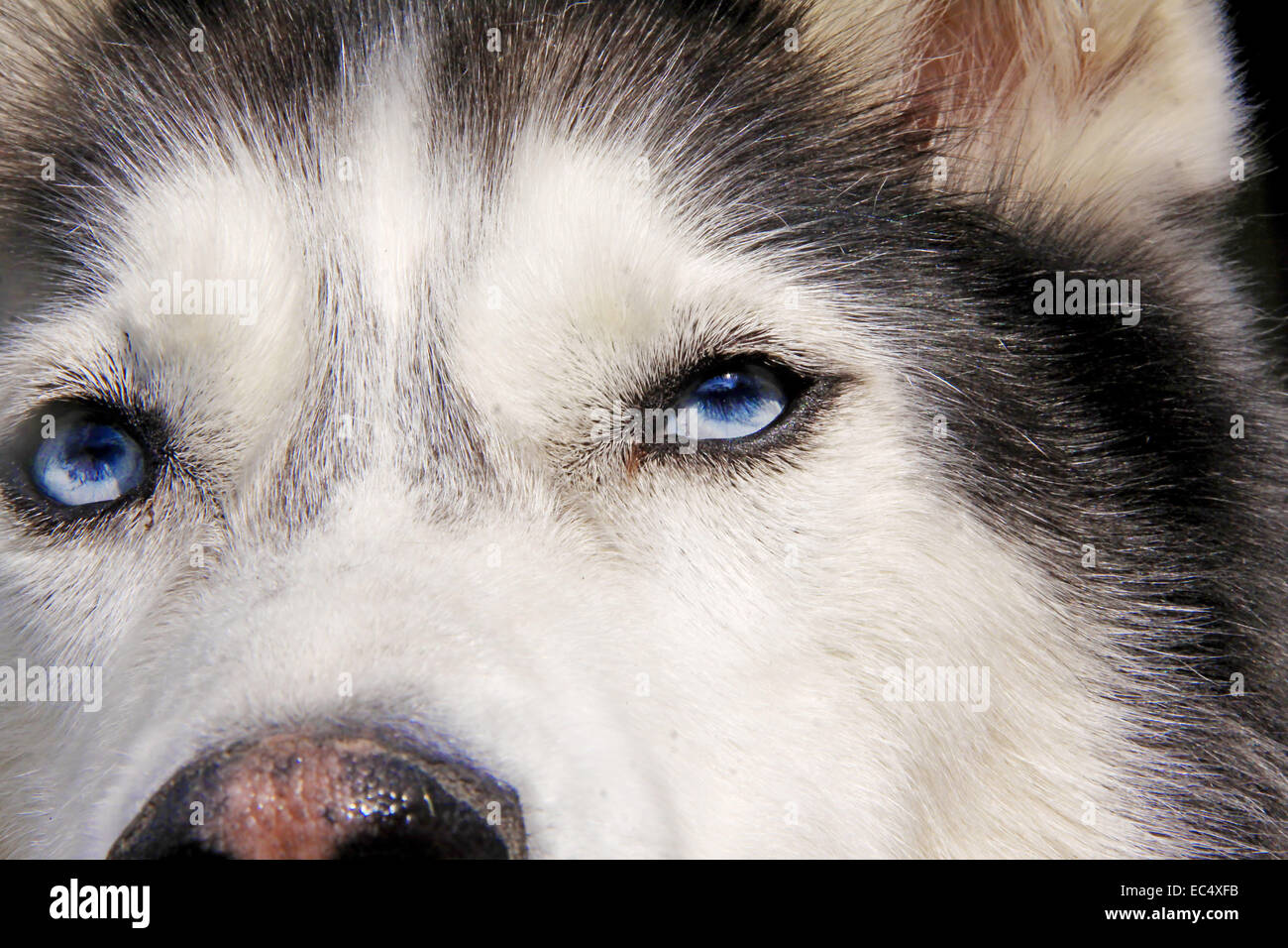 close up of husky dog blue eyes Stock Photo - Alamy