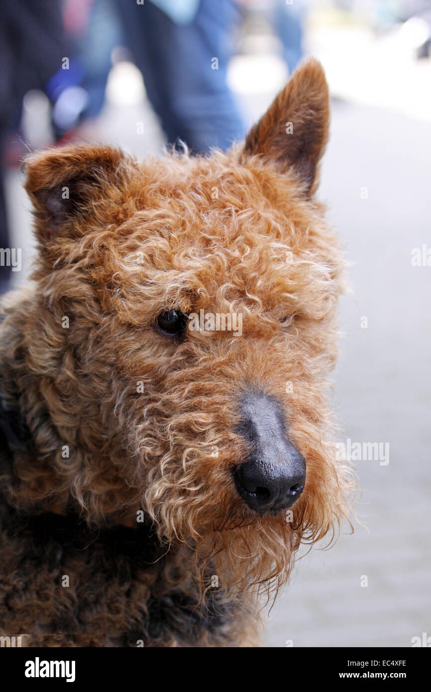 big airedale terrier