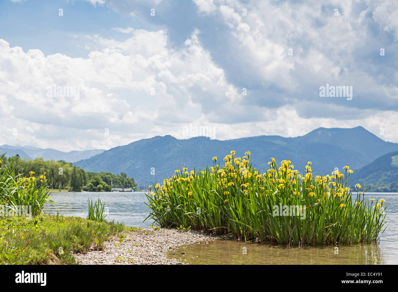 A small island of water irises on the banks of Lake Tegernsee Stock Photo