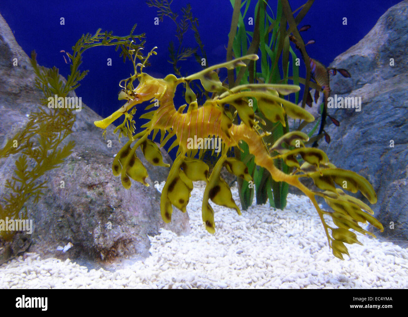leafy sea dragon Stock Photo