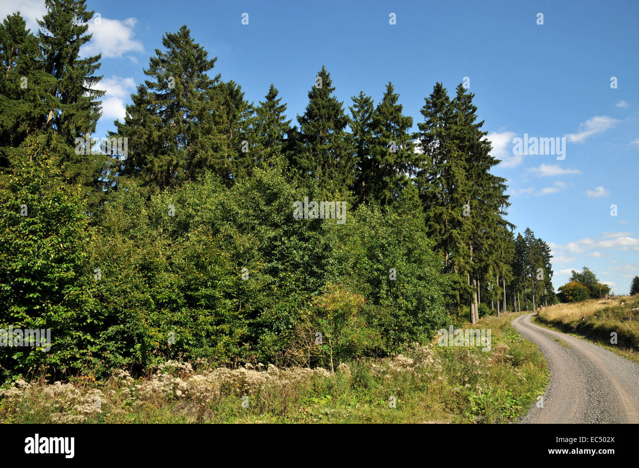 mixed forest Stock Photo