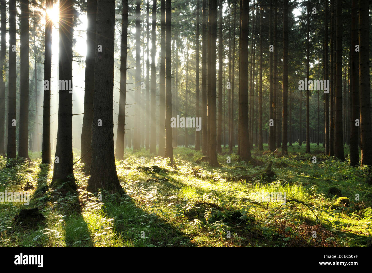 The mood hi-res stock photography and images - Alamy