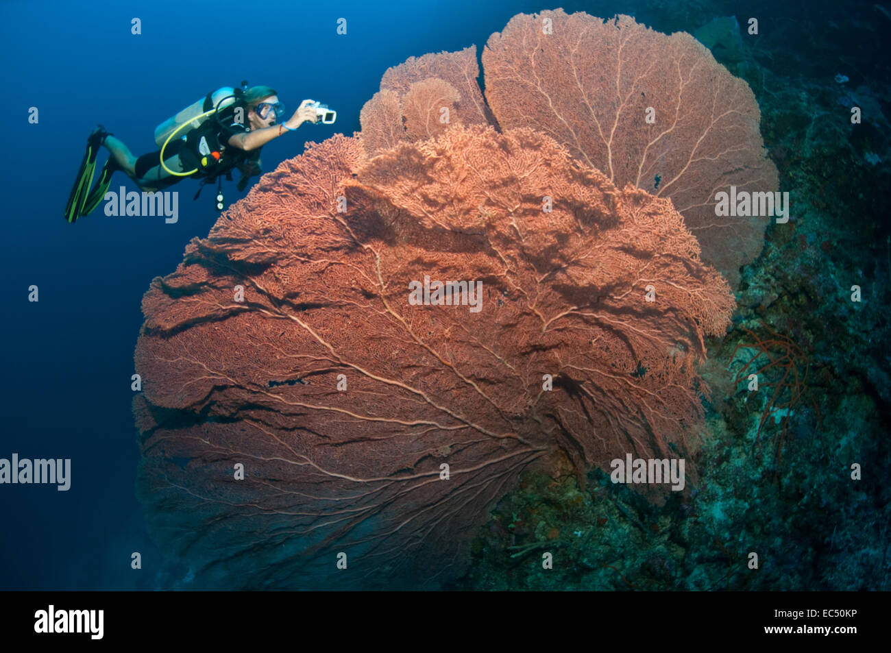 Diver before giant gorgonian, Sulawesi Stock Photo