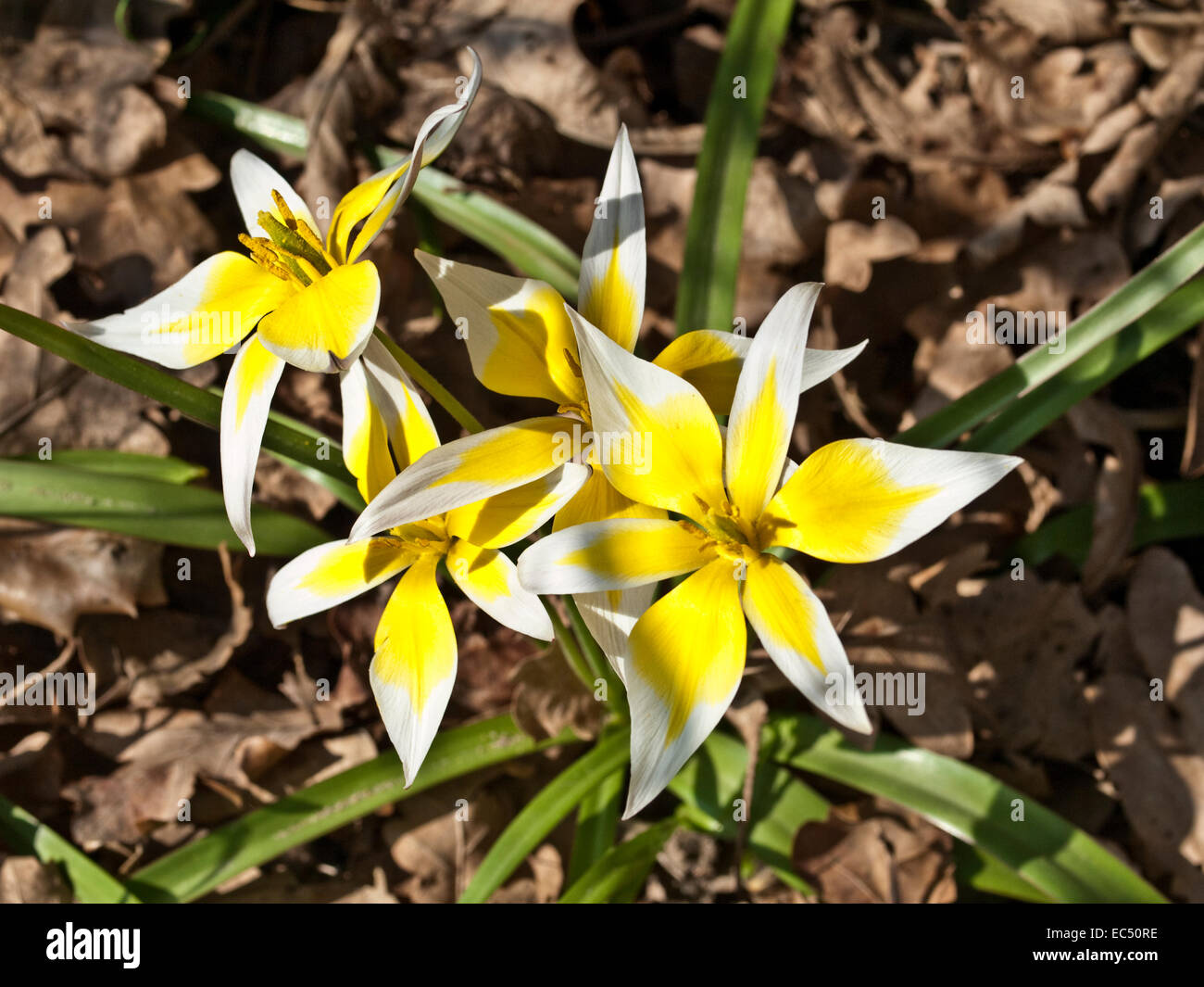 Star Tulip, Tulipa tarda Stapf Stock Photo