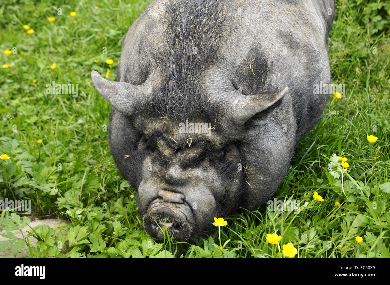 Pot-bellied pig Stock Photo