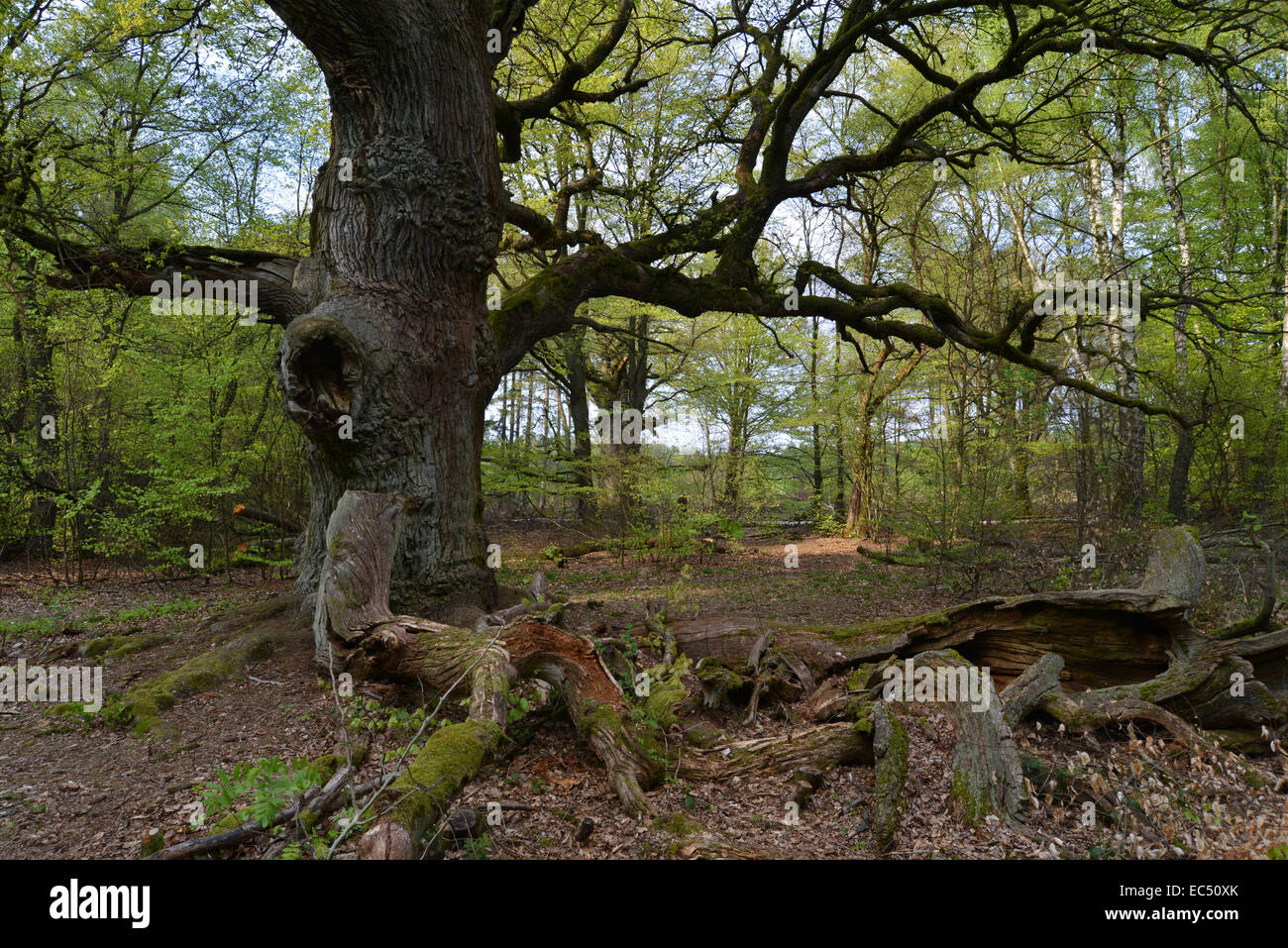 Old oak trunk gnarled mossy hi-res stock photography and images - Alamy