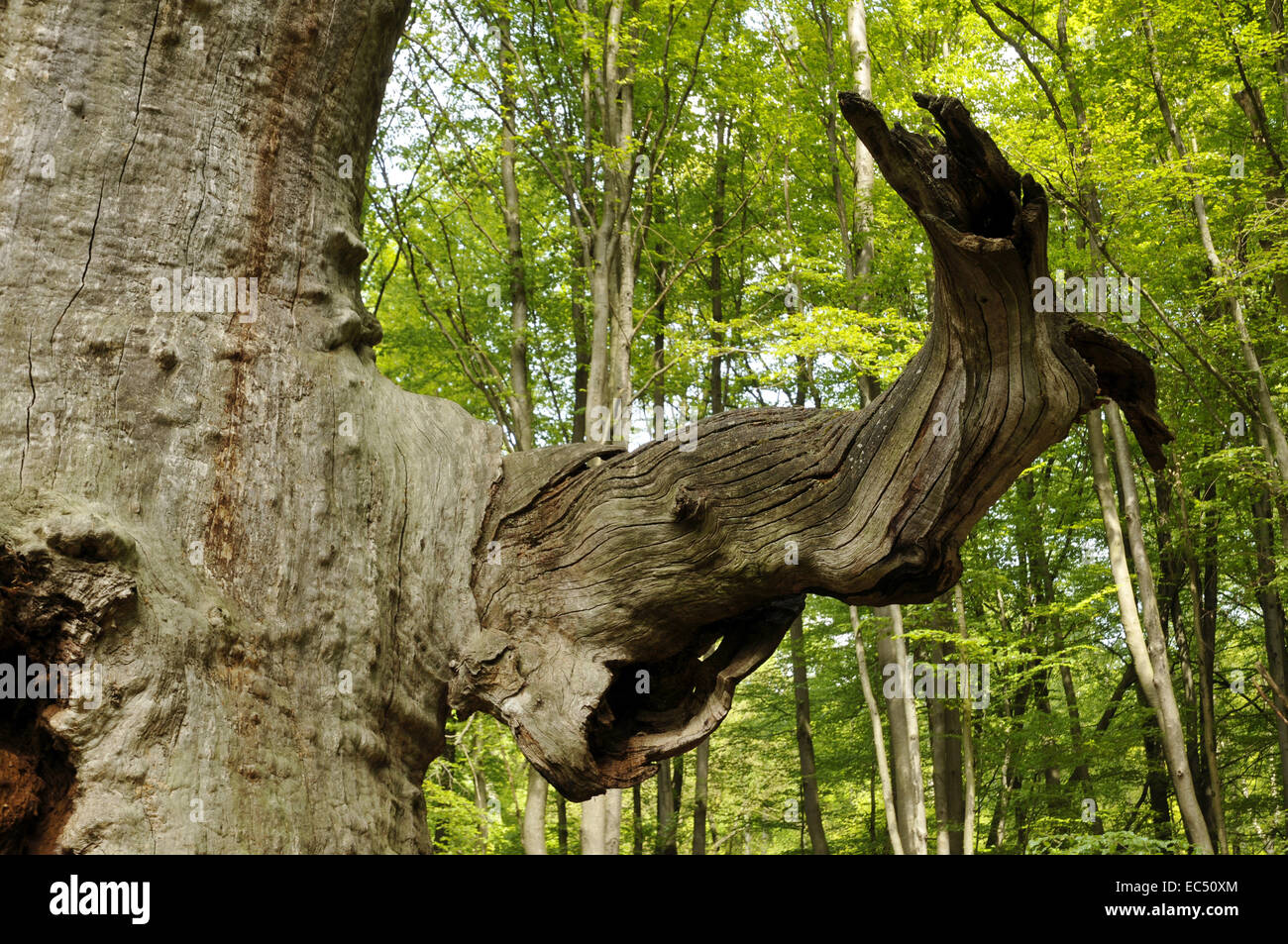 Old Gnarled And Mossy Oak High Resolution Stock Photography and Images ...