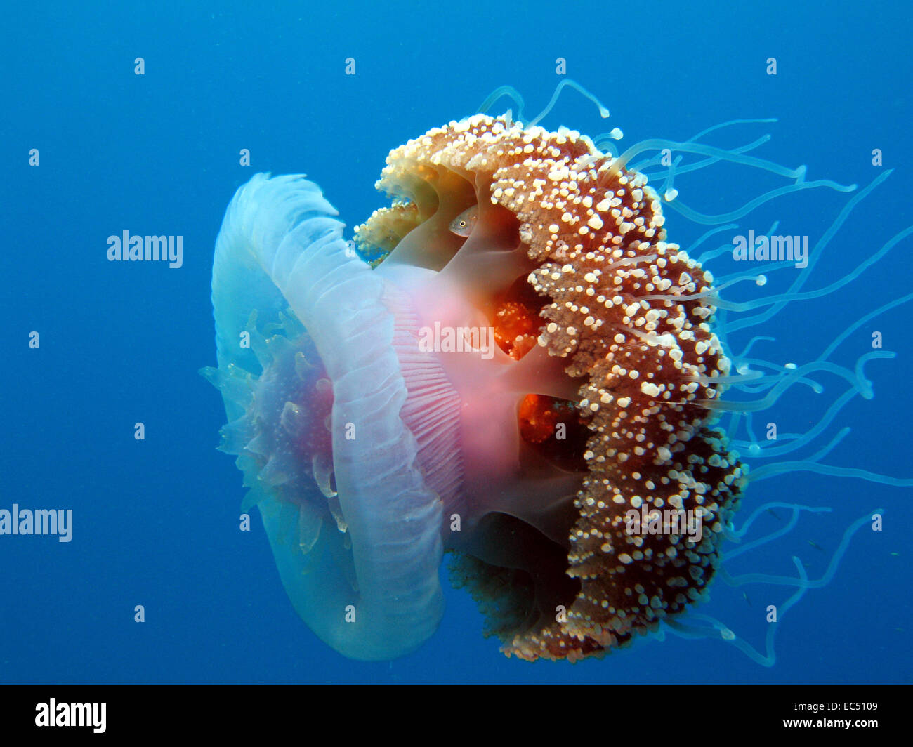 Cauliflower jellyfish hires stock photography and images Alamy