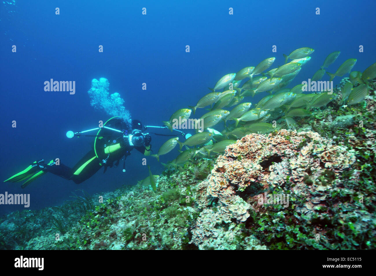 Underwaterphotography Stock Photo