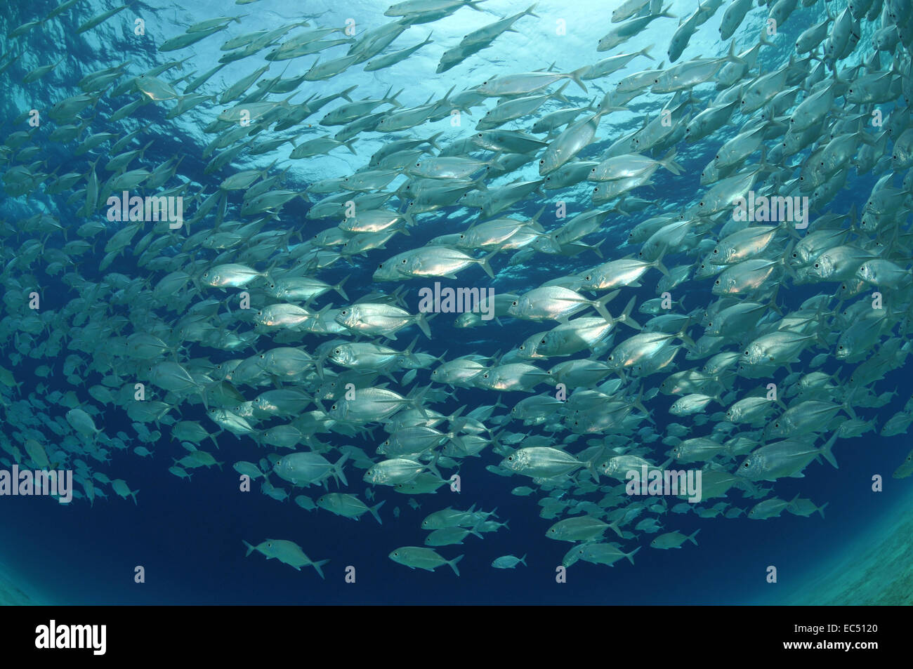 Mackerel swarm hires stock photography and images Alamy