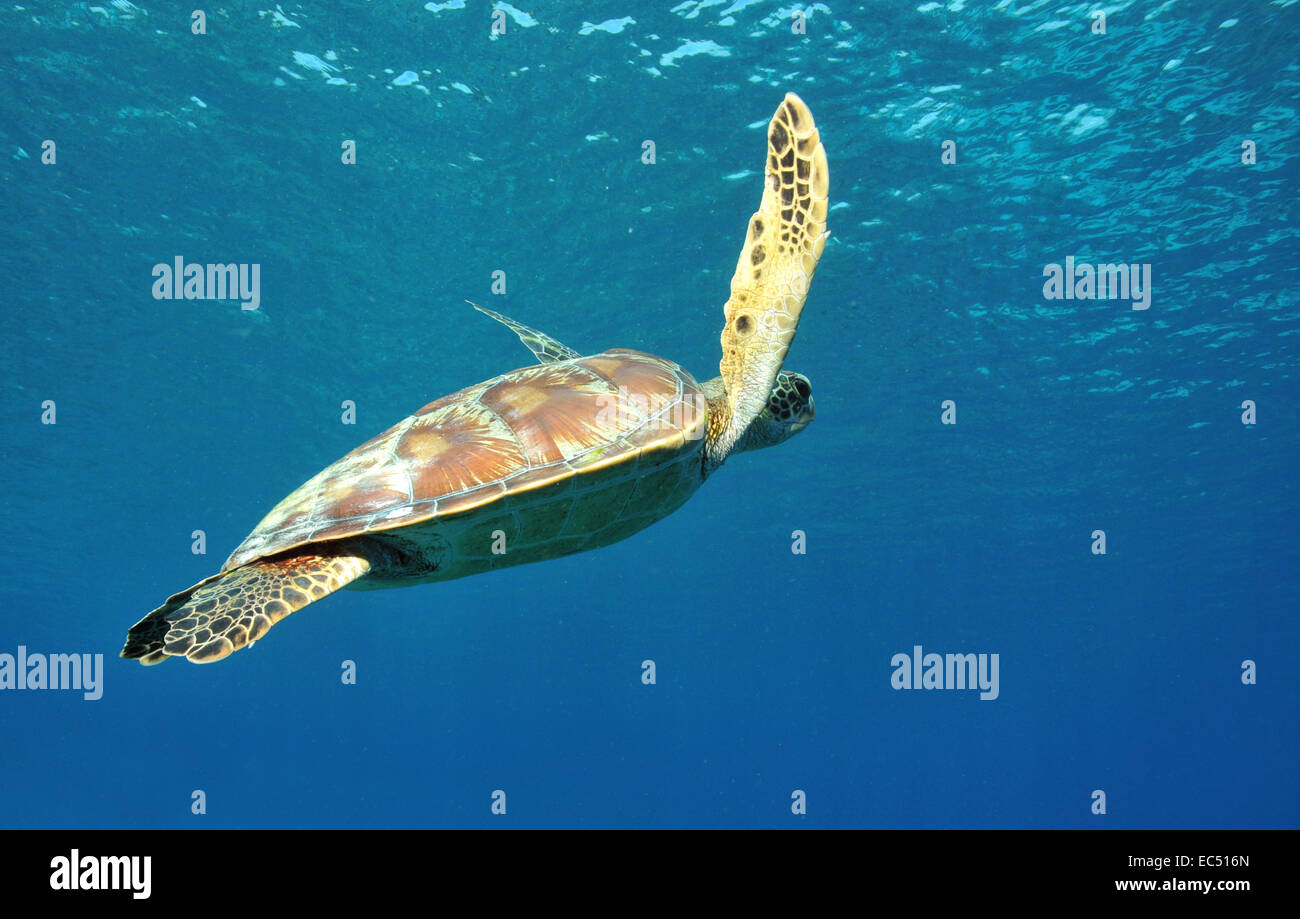 Turtle in the open water Stock Photo