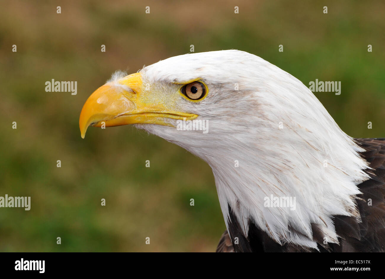 White head lake eagle Stock Photo - Alamy