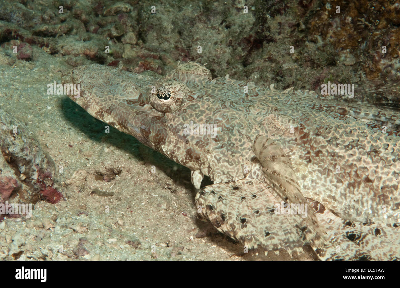 Crocodile fish Stock Photo Alamy