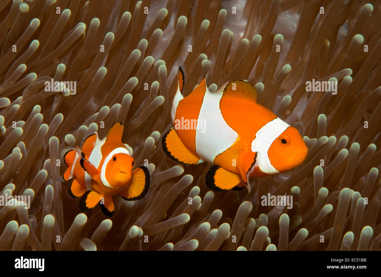 three-banded anemonefish (Amphiprion) Stock Photo
