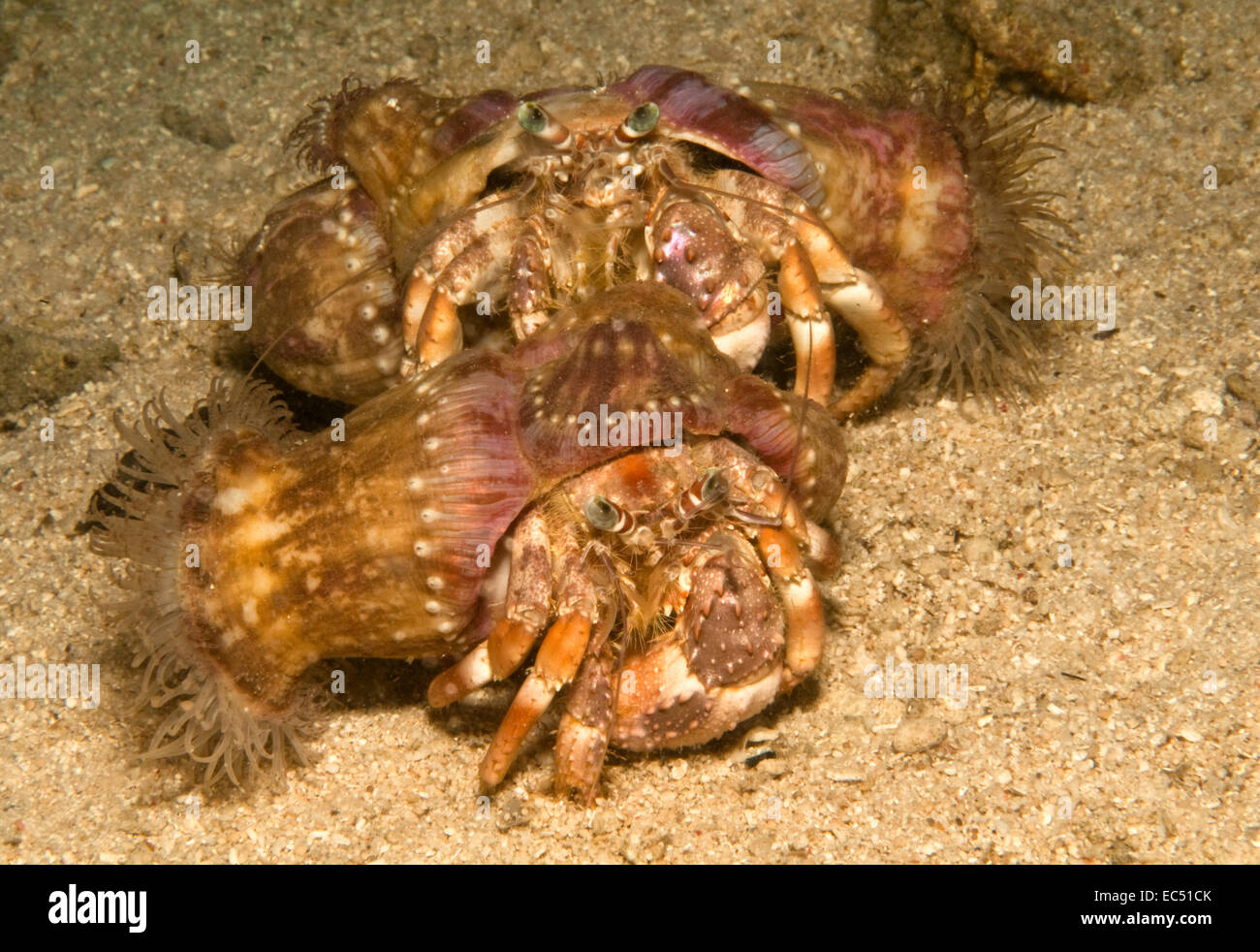 hermit crabs Stock Photo