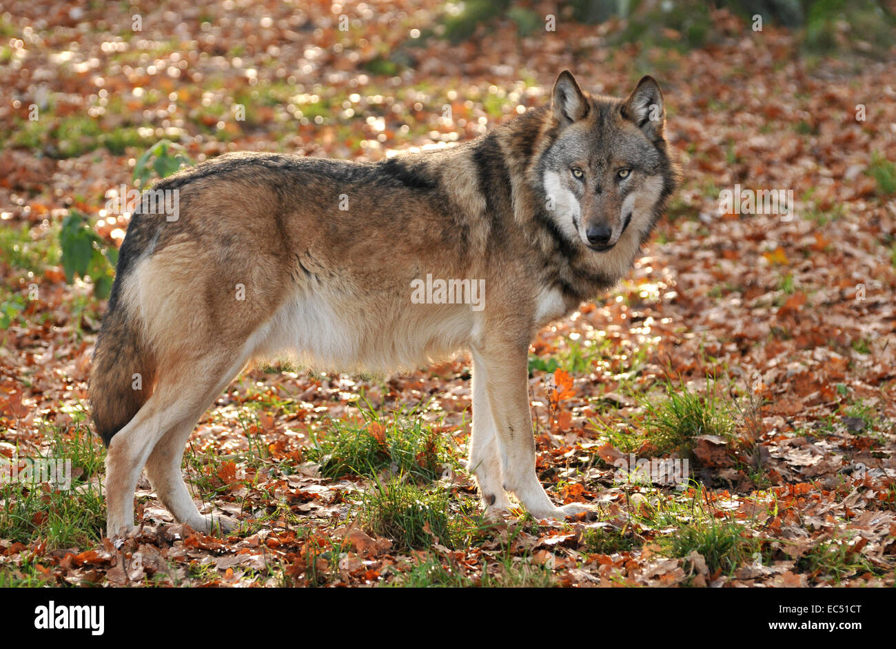 Alpha Wolf Stock Photo