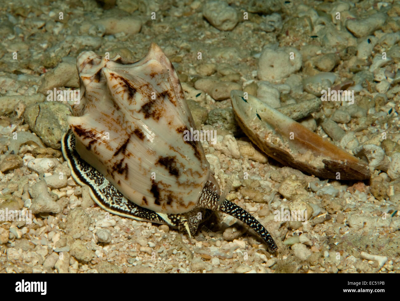 Cone Snails High Resolution Stock Photography and Images Alamy
