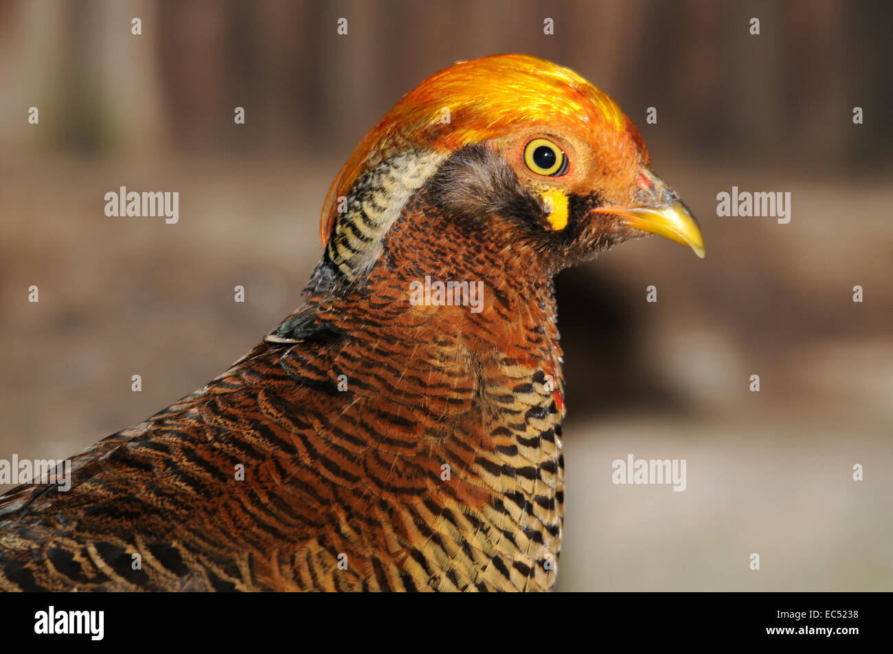 young golden pheasant Stock Photo Alamy