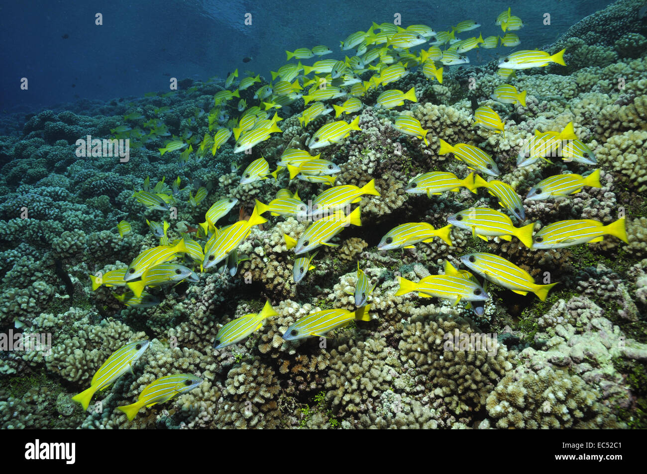 Blue striped snappers Stock Photo