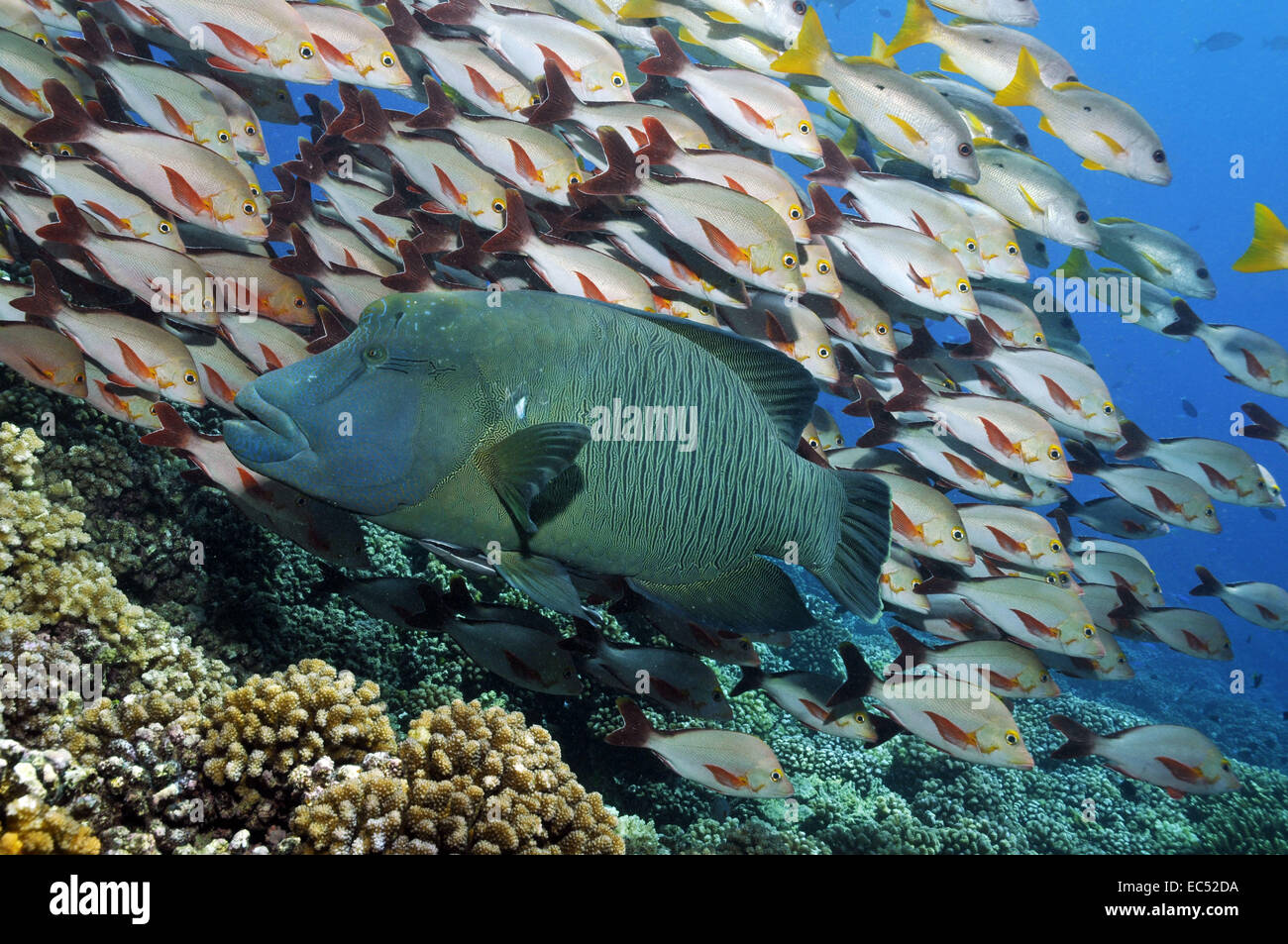 napoleon fish Stock Photo