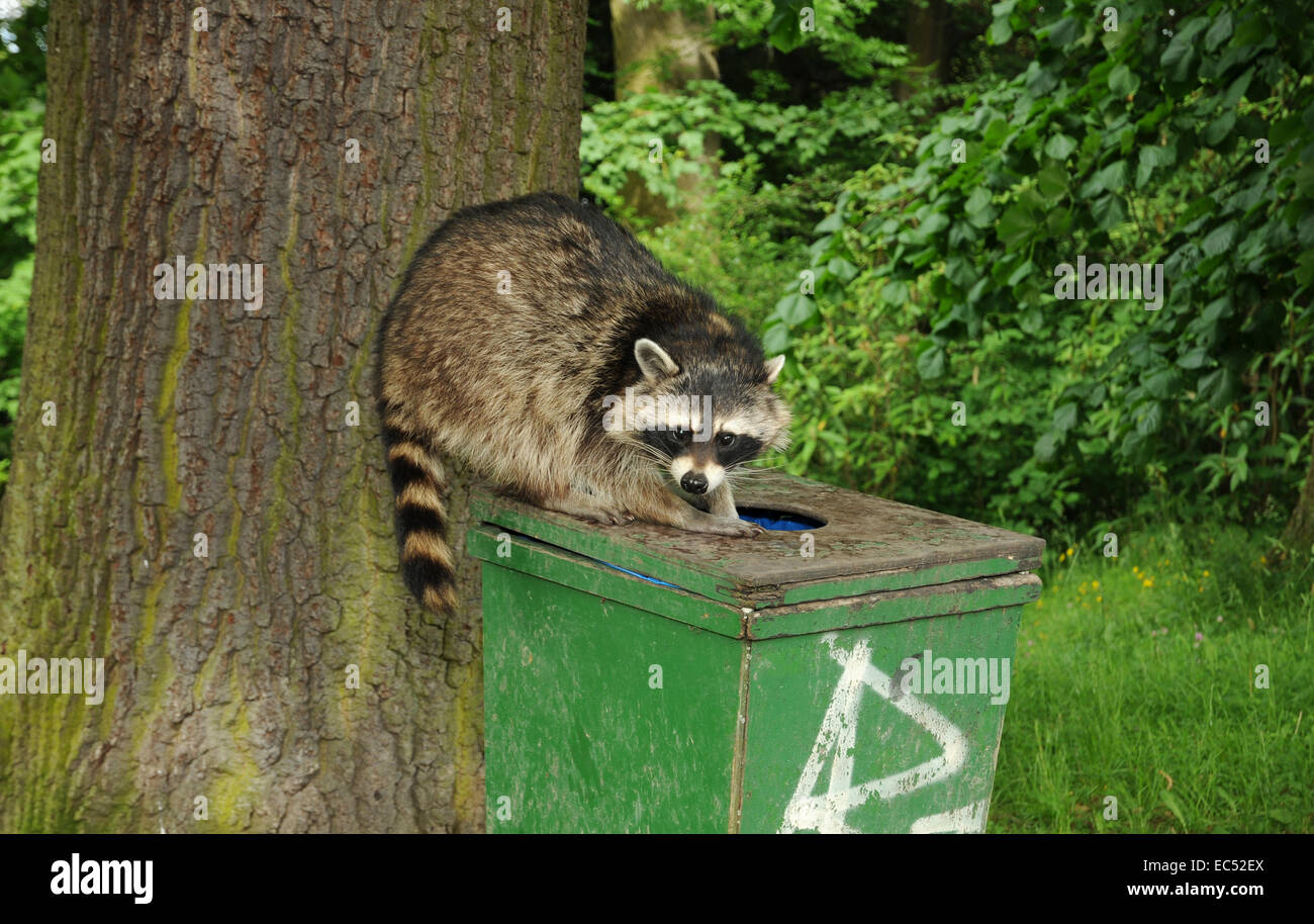 Raccoon on trash Stock Photo