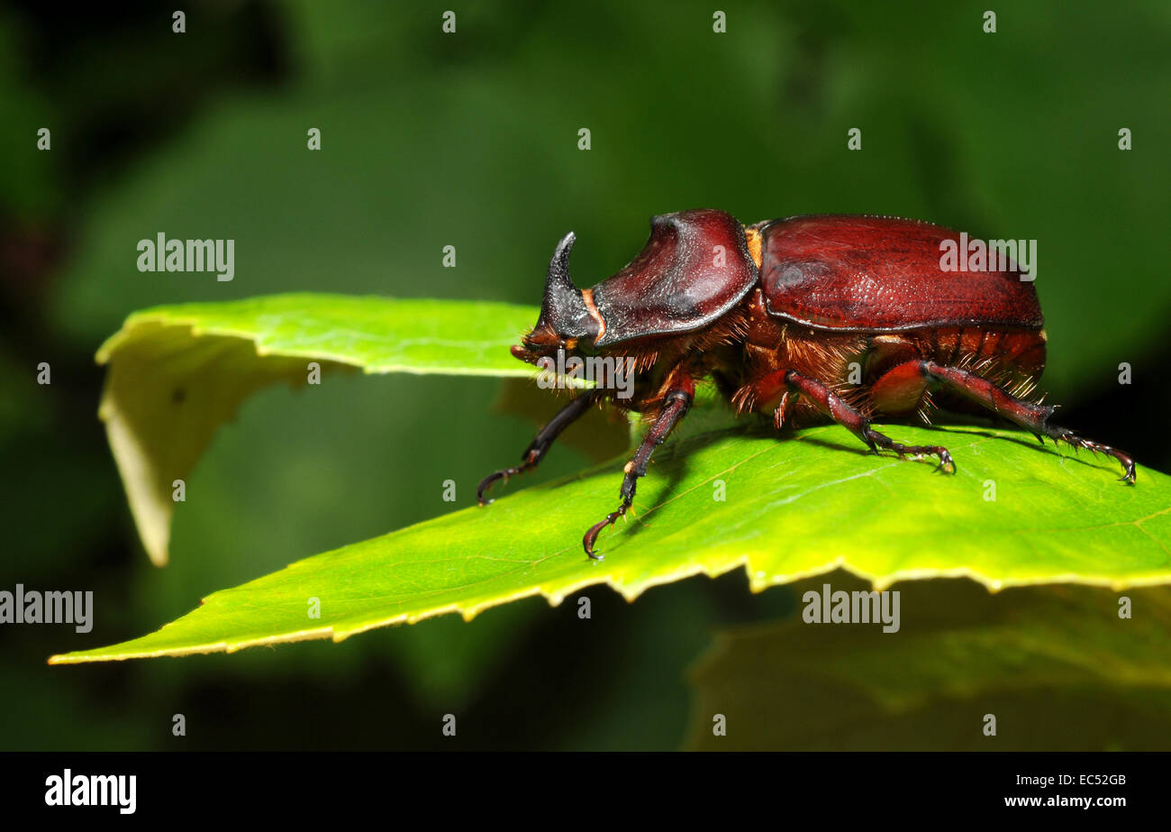 rhinoceros beetle Stock Photo