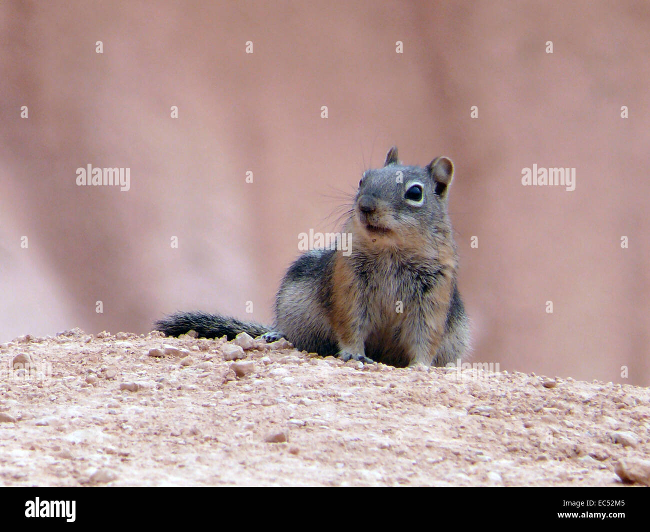 Squirrel and earth hi-res stock photography and images - Alamy