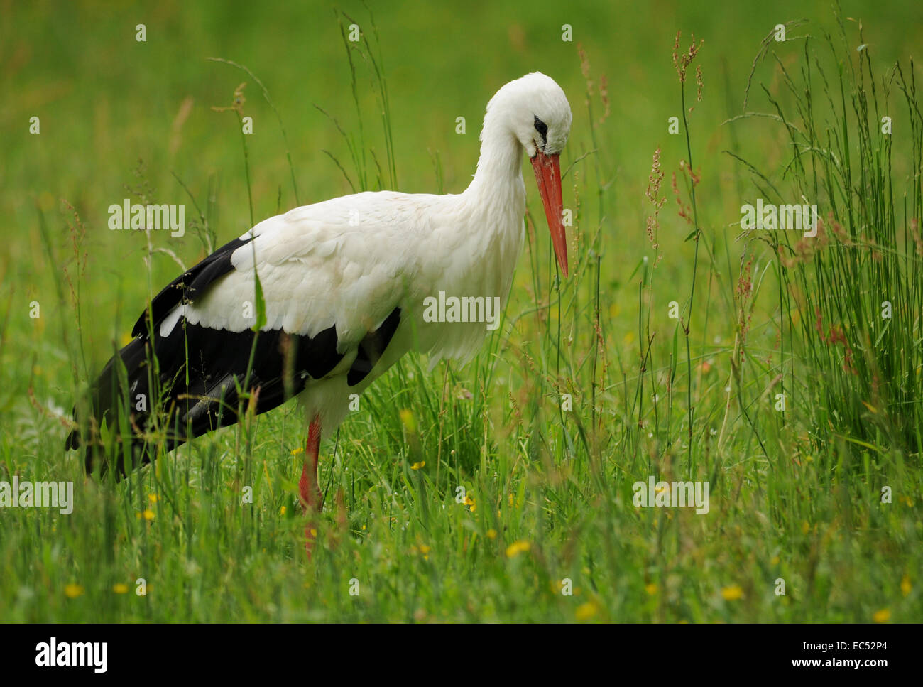 White Stork on the meadow Stock Photo