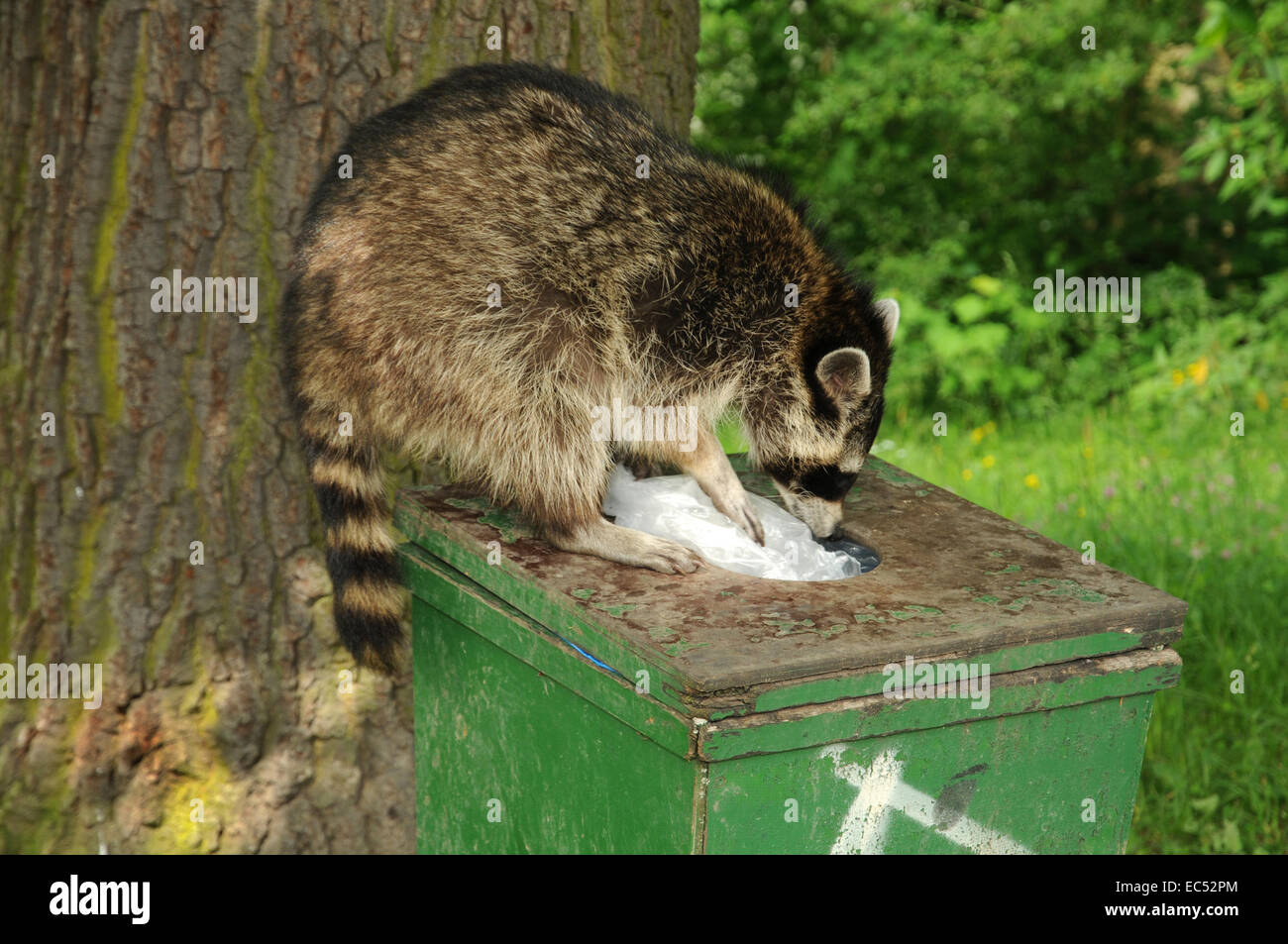 forage Stock Photo