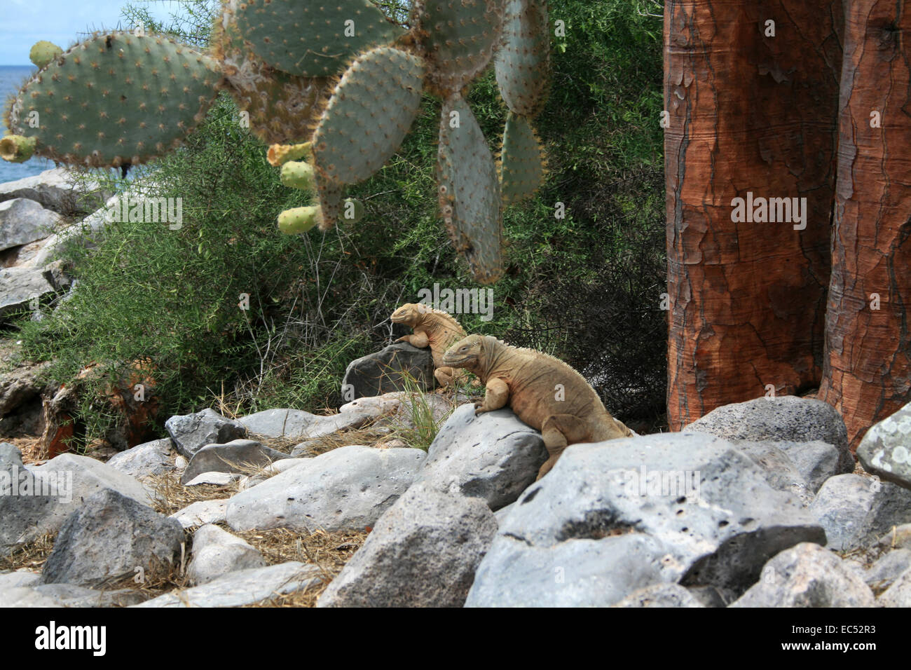 Marine iguanas under cacti Stock Photo