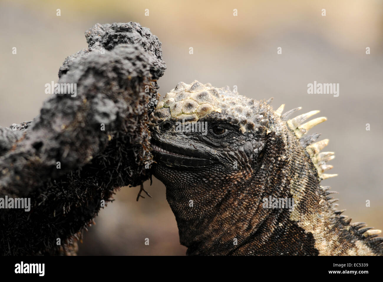 Marine iguana eats algae Stock Photo