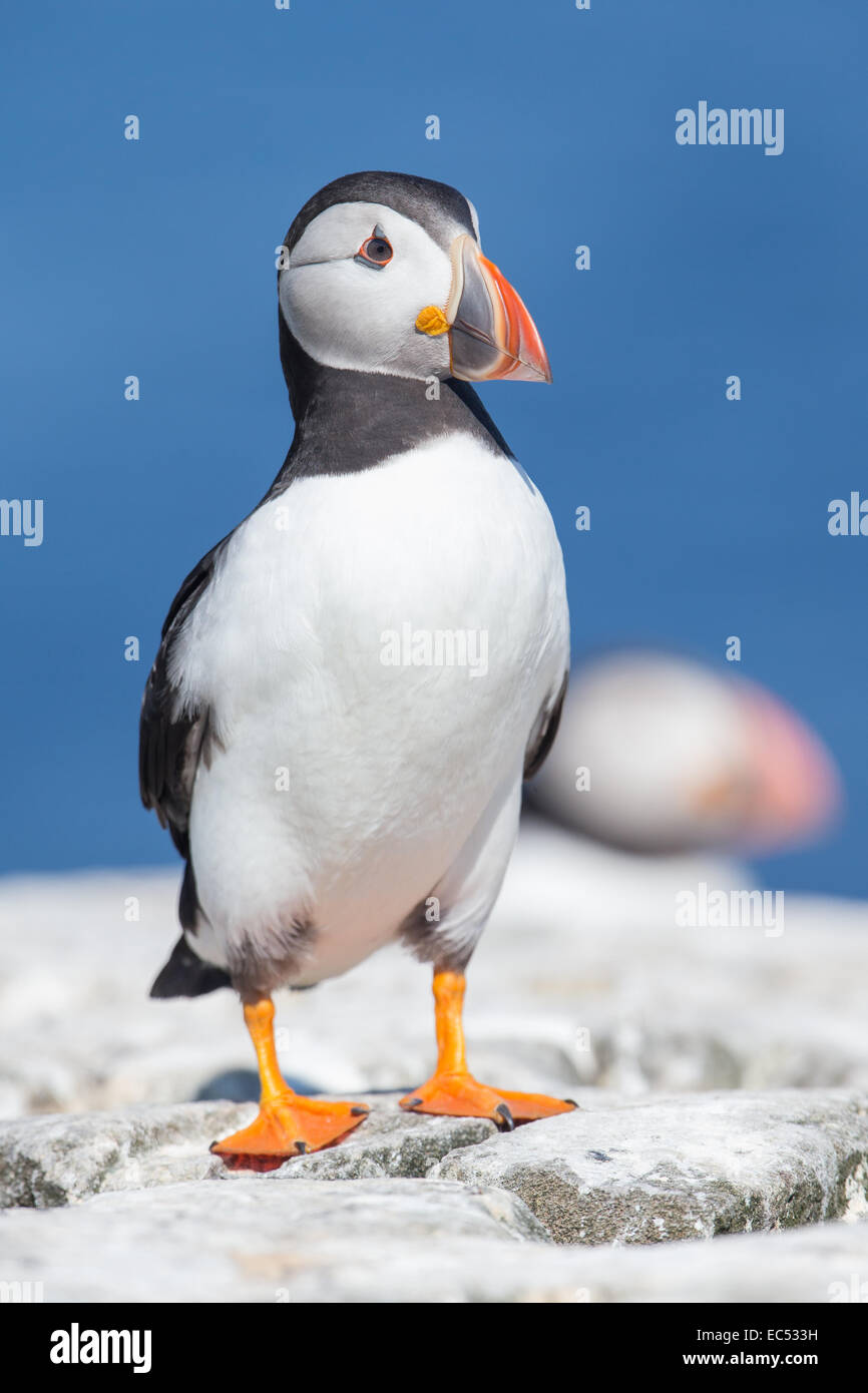 Auk bird hi-res stock photography and images - Alamy, image size:866x1390
