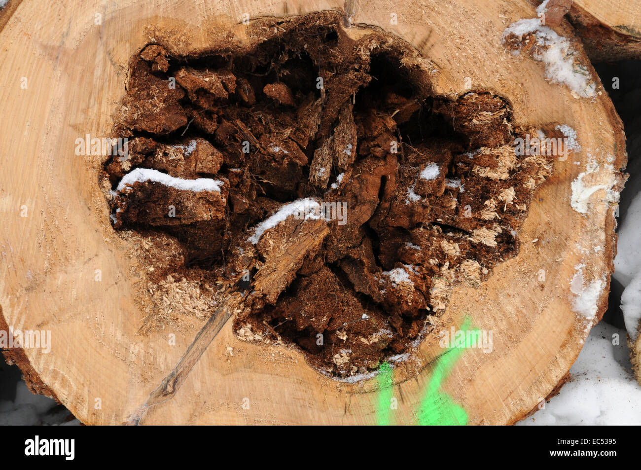 diseased tree Stock Photo