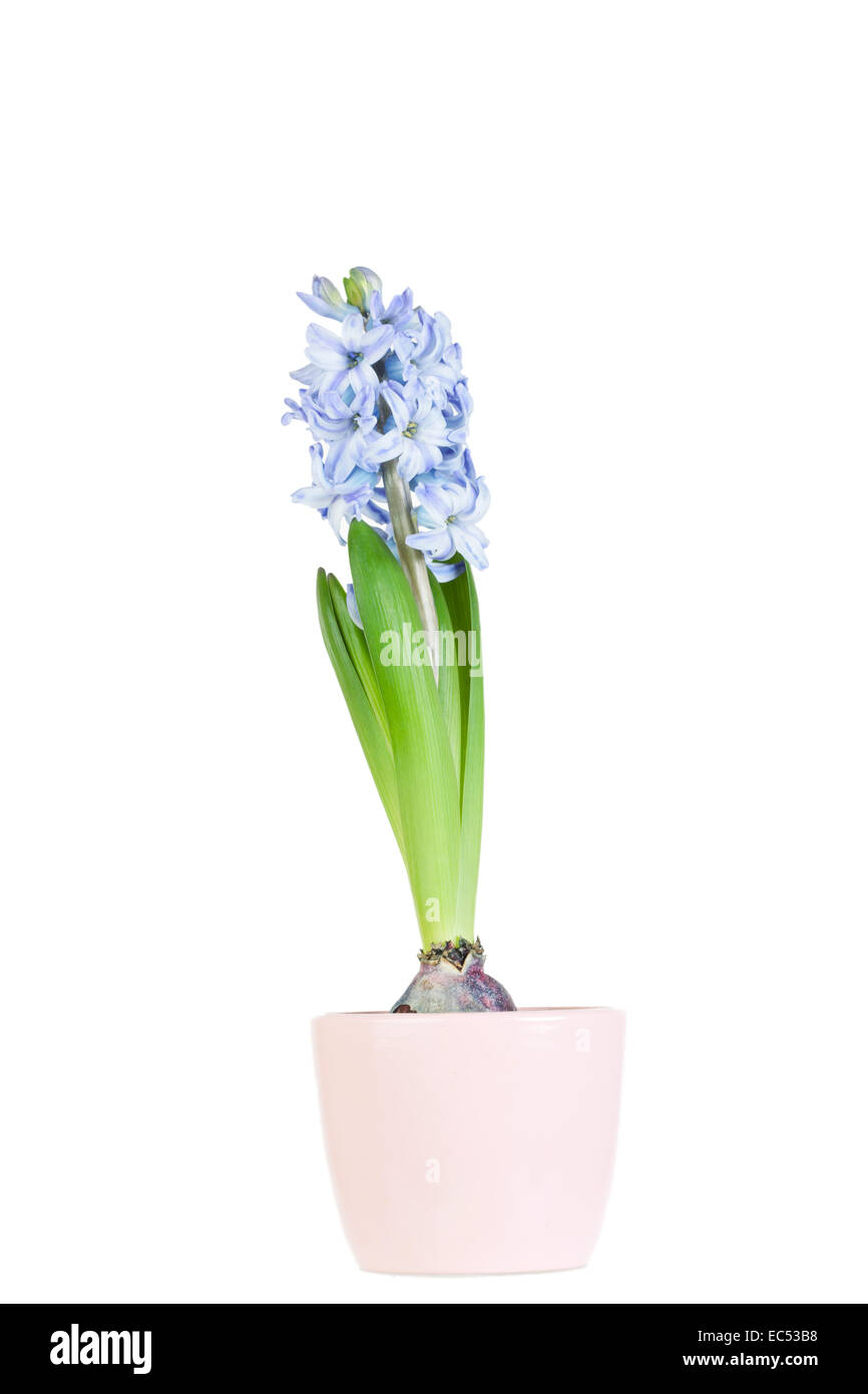 spring hyacinth isolated on pure white background Stock Photo