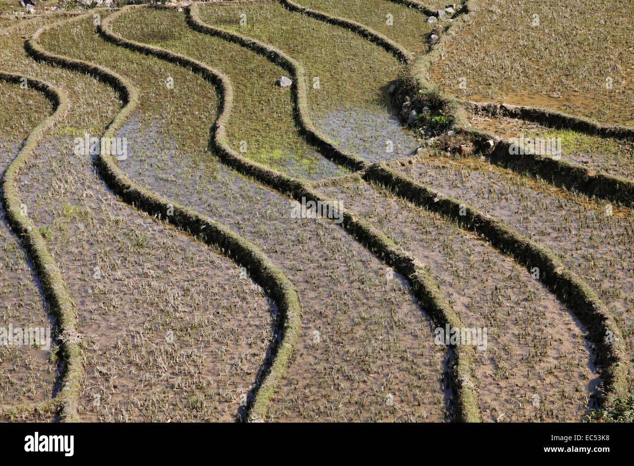 Rice terraces in the mountains of Sapa, Viet Nam Stock Photo