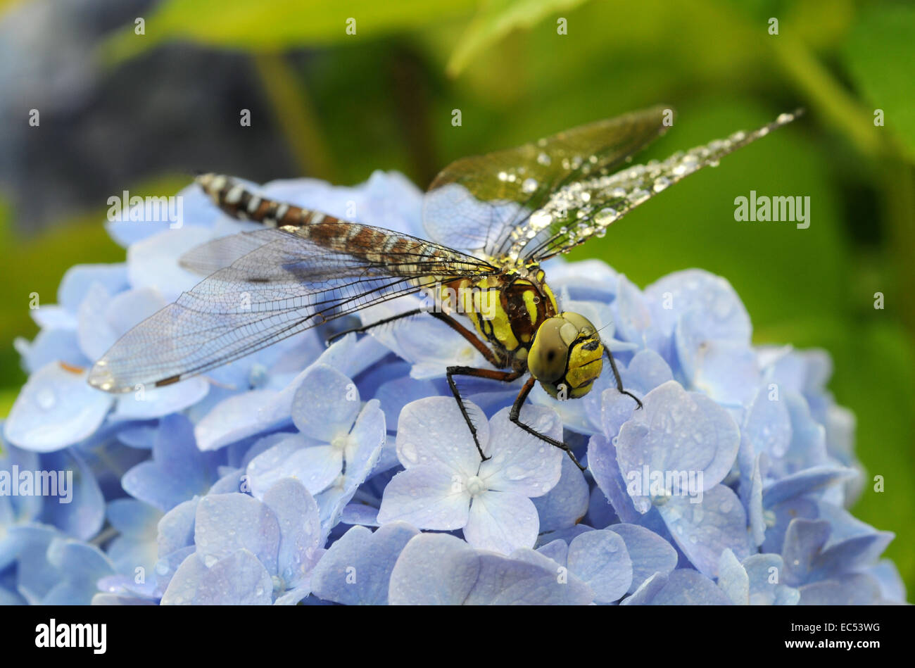 The Emperor Dragonfly Stock Photo - Alamy