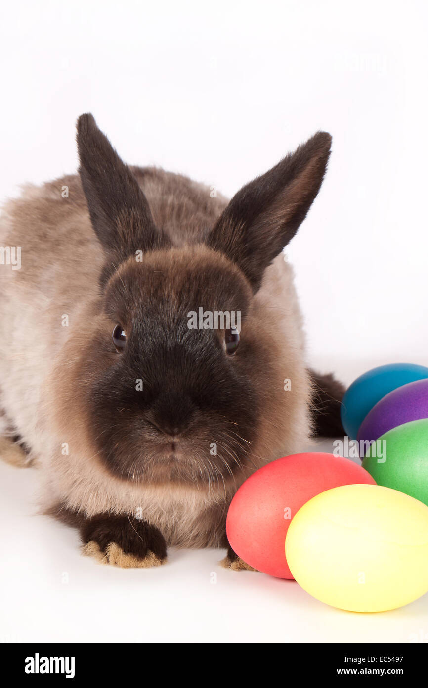 Easter scene of brown rabbit and colored eggs Stock Photo