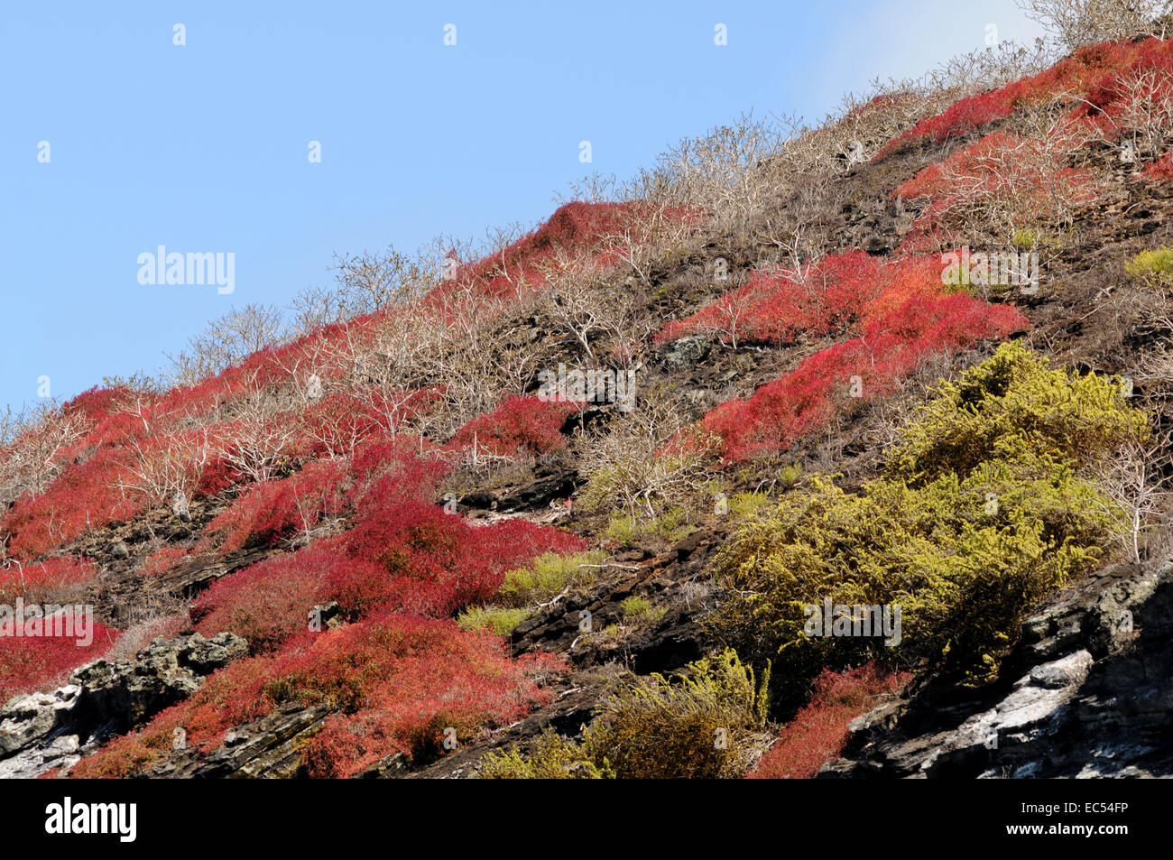 Galapagos plant hi-res stock photography and images - Alamy