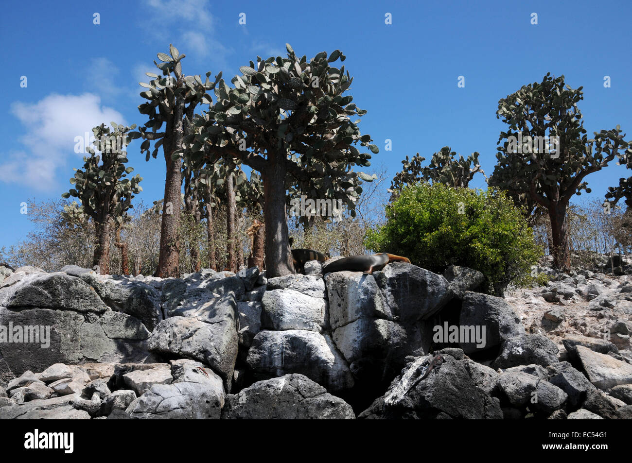 Lava galapagos plant plants hi-res stock photography and images - Alamy